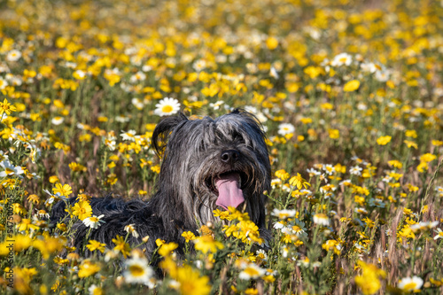 Happy smiling shaggy terrier dog with hair covering eyes laying in a yellow flower field with pink tongue sticking out and panting 