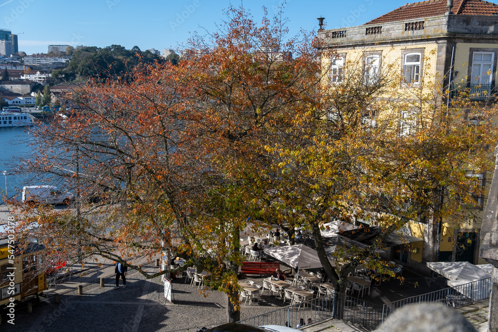 Porto, Portugal: November 13 2022. Autumn trees at Infante D. Henrique street Porto, Portugal: November 13 2022. Autumn trees at Infante D. Henrique street
