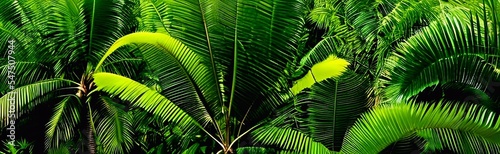 beautiful palm trees in an exotic tropical forest i green 