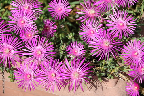 Red blooming Delosperma cooperi