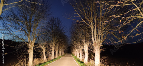 trees at night