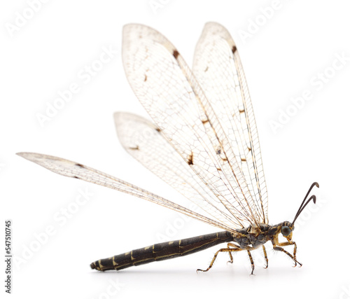 Dragonfly damselfly isolated.
