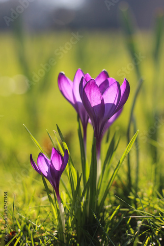 Lila Krokusse im Frühling © Nika_Art