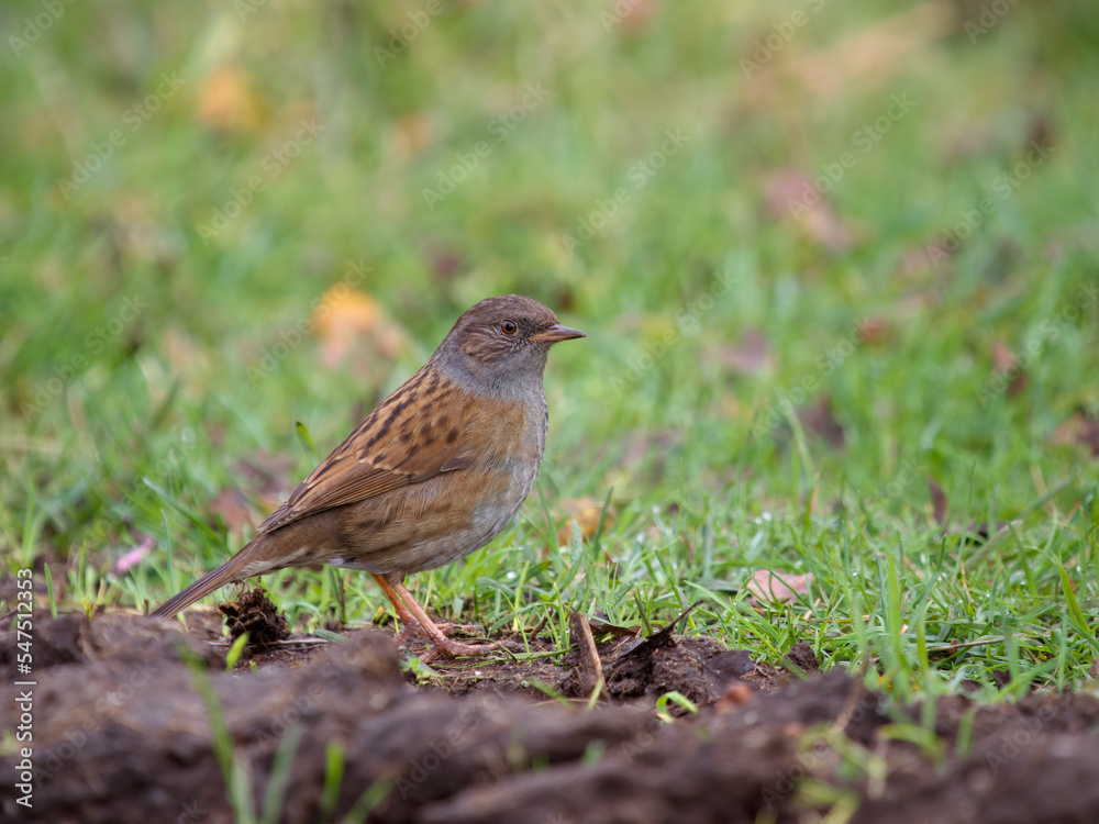 Dunnock or Hedge sparrow, Prunella modularis, Dunnock or Hedge sparrow, Prunella modularis,