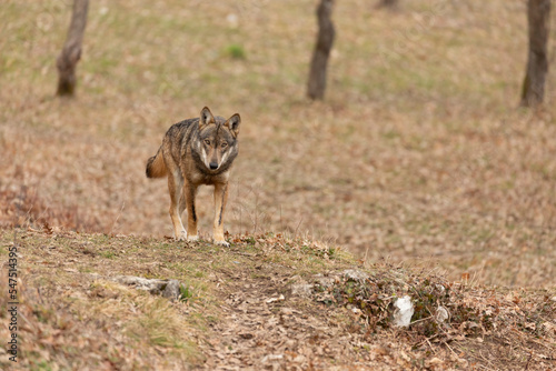 Apennine wolf in italy, Abruzzo photo