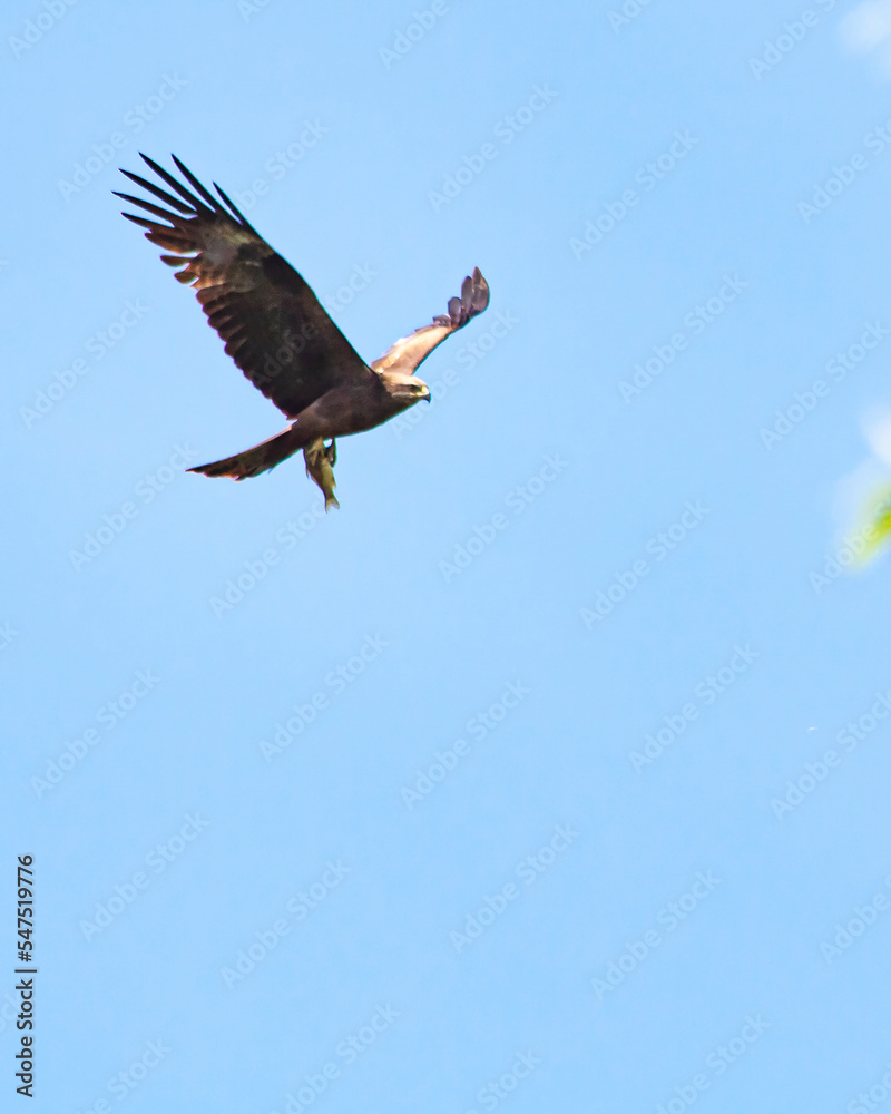 Fototapeta premium eagle in flight
