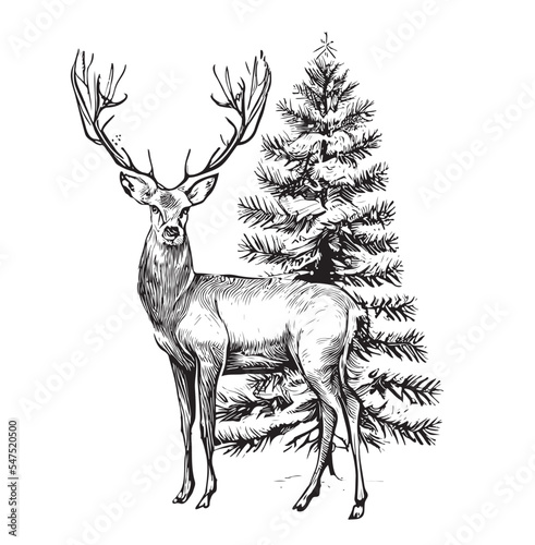 Foto Deer stands on the background of the Christmas tree sketch hand drawn in engraving style Vector illustration