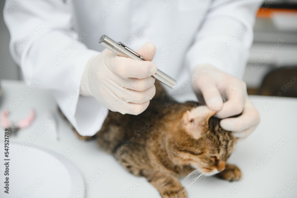 Doctor are examining a sick cat. Veterinary clinic concept. Services of a doctor for animals, health and treatment of pets. Doctor are examining a sick cat. Veterinary clinic concept. Services of a doctor for animals, health and treatment of pets.