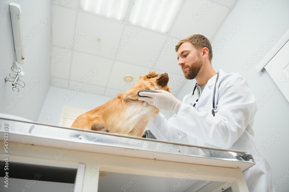 Happy veterinarians examining dog in clinic Happy veterinarians examining dog in clinic