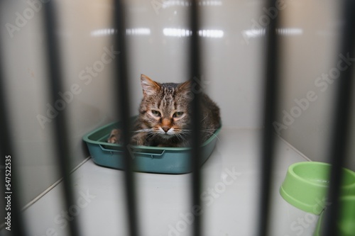 A frightened kitten with green eyes staring out from a cage. photo