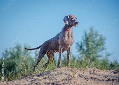 A large gray dog stands on the sand against the background of trees