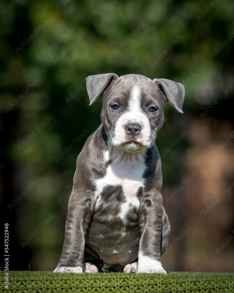 Cute puppy sits on a plaid against the background of greenery Cute puppy sits on a plaid against the background of greenery