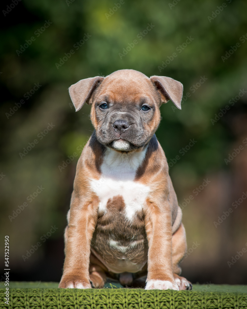 Cute puppy sits on a plaid against the background of greenery Cute puppy sits on a plaid against the background of greenery