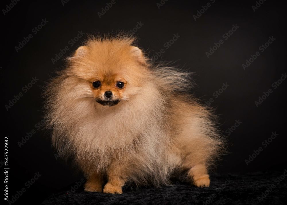 Cute shaggy puppy stands on a dark background. The breed of the dog is the Pomeranian Cute shaggy puppy stands on a dark background. The breed of the dog is the Pomeranian