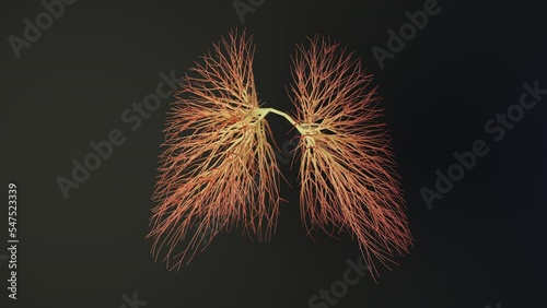 Human lungs made out of lines. Unrolling growing animation. Medical Concept. 3D Rendering.