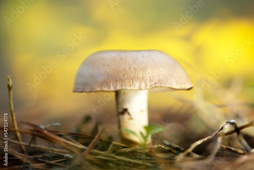 A mushroom over pine forest