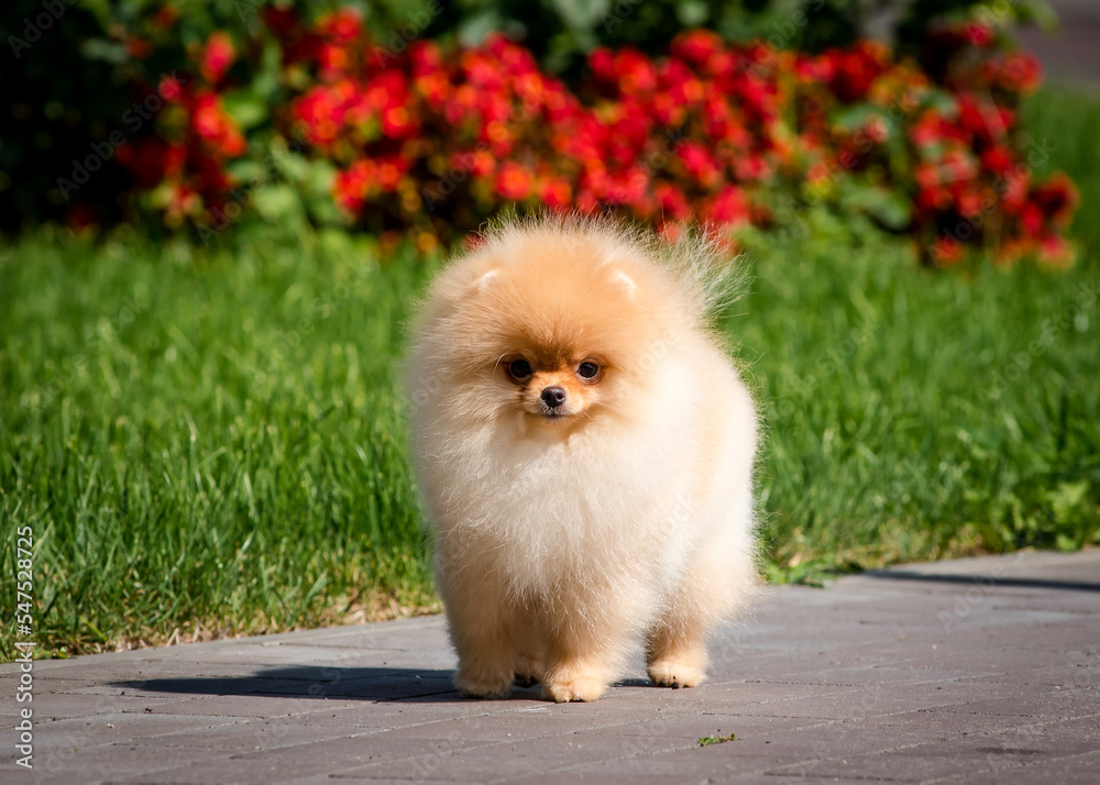 A cute and very fluffy puppy is standing on the path against the background of grass and flowers. The breed of the dog is the Pomeranian