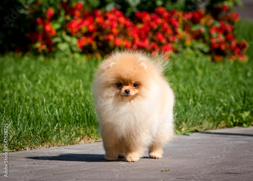 A cute and very fluffy puppy is standing on the path against the background of grass and flowers. The breed of the dog is the Pomeranian