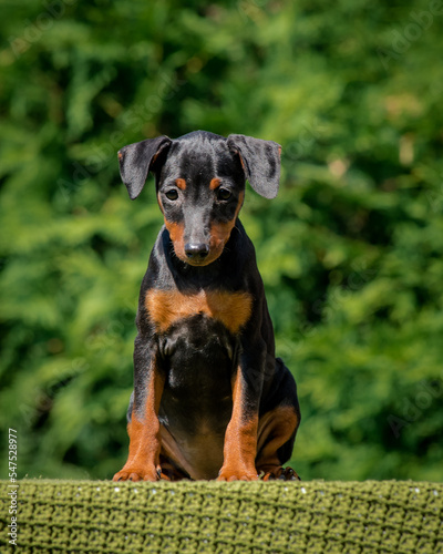 Beautiful bicolour dog sits on a plaid against the background of greenery