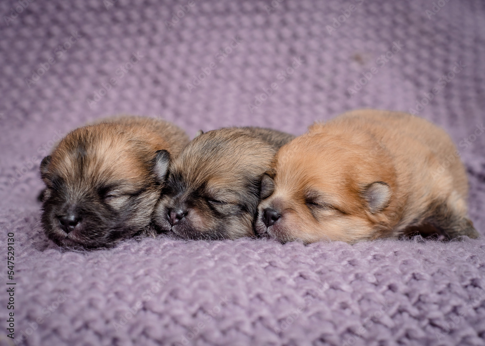 Cute little puppies are sleeping on a soft blanket Cute little puppies are sleeping on a soft blanket