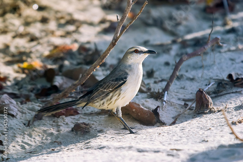 Sabiá-da-praia (Mimus gilvus) | Tropical Mockingbird photo