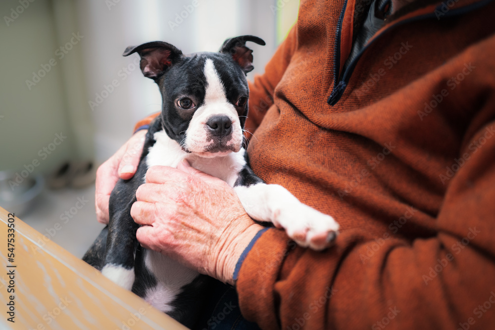Boston Terrier puppy in the arms of a senior man. The puppy has her paw on his arm and she is holding her head up alert. They are indoors.