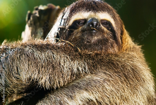 Preguiça-comum (Bradypus variegatus) | Brown-throated sloth photo
