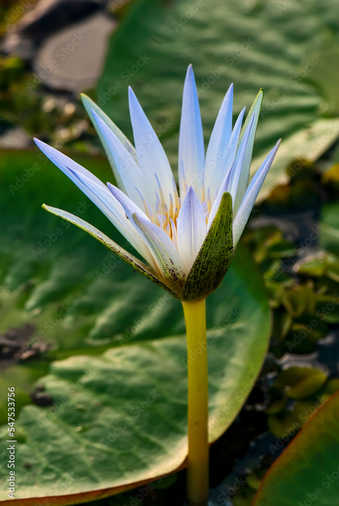Plantas aquáticas (Plantae) | Aquatic plants Plantas aquáticas (Plantae) | Aquatic plants