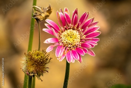Close-up shot of a barberton daisy with blurry background