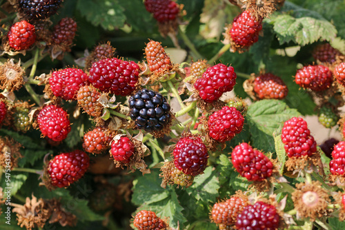 Cultivated ripe and unripe blackberry fruits in close up