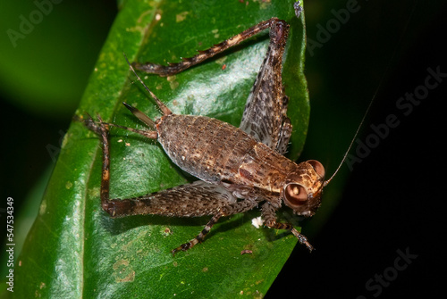 Grilo (Ligypterus) | Cricket