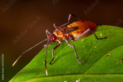 Percevejo (Gênero Jadera)   Assassin bug © Leonardo