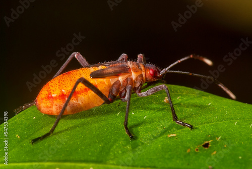 Percevejo (Gênero Jadera)   Assassin bug © Leonardo