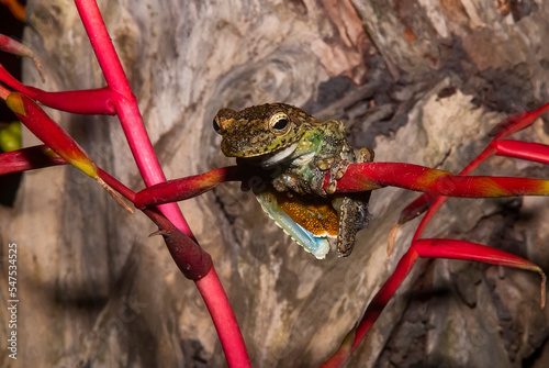 Perereca-Castanhola (Itapotihyla langsdorffii) | Ocellated tree frog