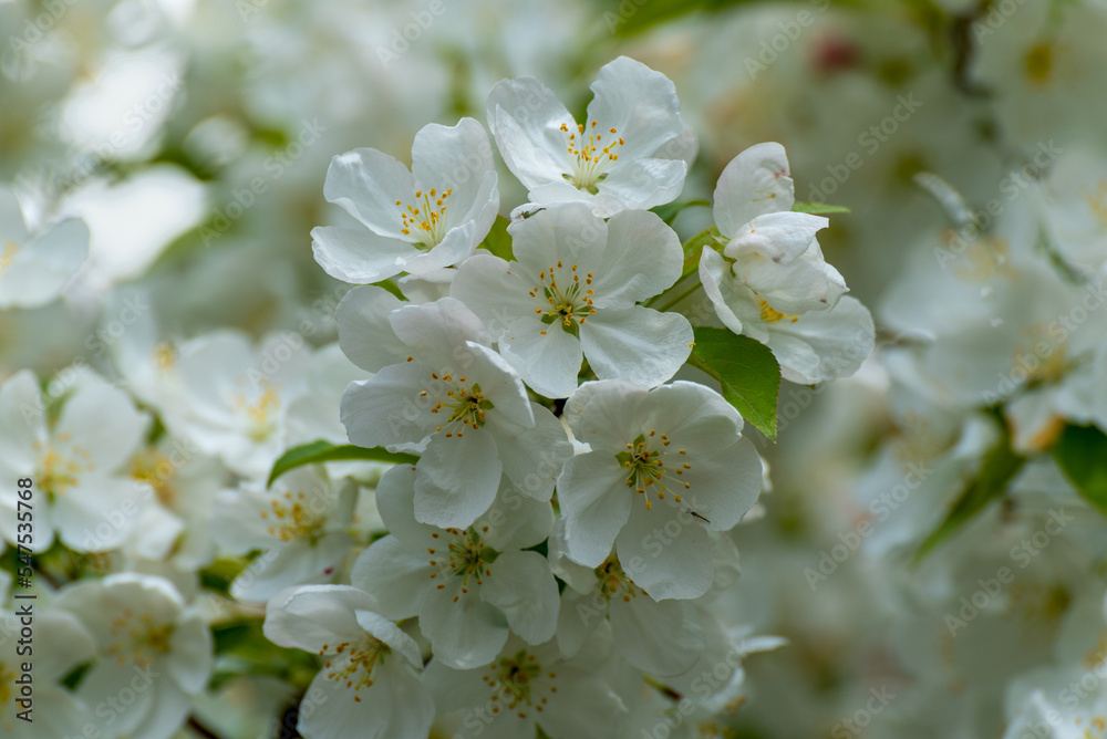White Crabapple Blossoms On The Tree In Mid May White Crabapple Blossoms On The Tree In Mid May