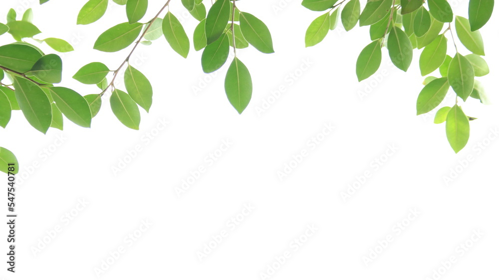 Blur tree leaves on a white background with copy space Blur tree leaves on a white background with copy space