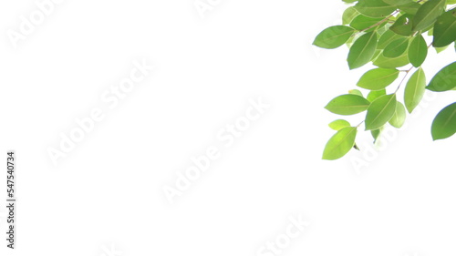 Blur tree leaves on a white background with copy space