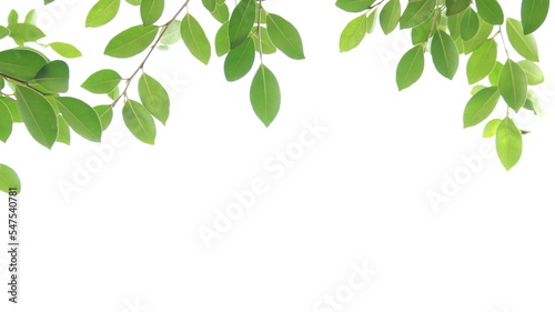 Blur tree leaves on a white background with copy space