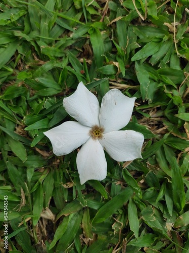 white flower