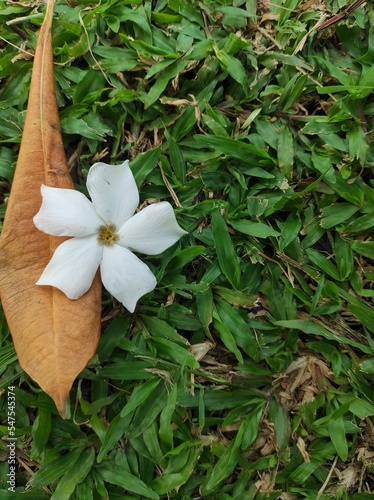 flower