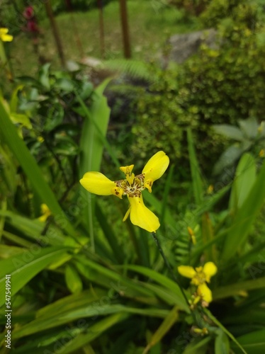 Close-up top view of bright yellow with brown spots of trimezia flowers blooming in tropical garden outdoors on natural background