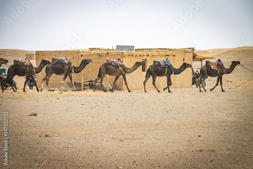 camels in the desert  sahara  merzouga  erg chebbi  morocco  north africa