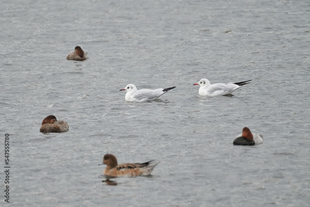 black headed gull in a field black headed gull in a field