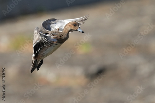 eurasian wigeon in a field