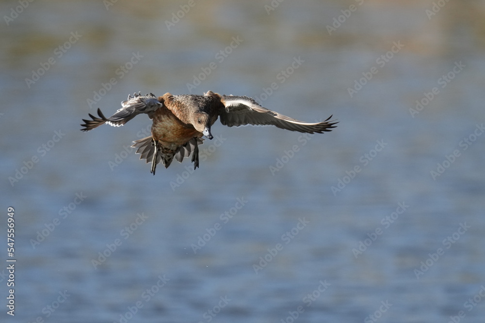 eurasian wigeon in a field eurasian wigeon in a field