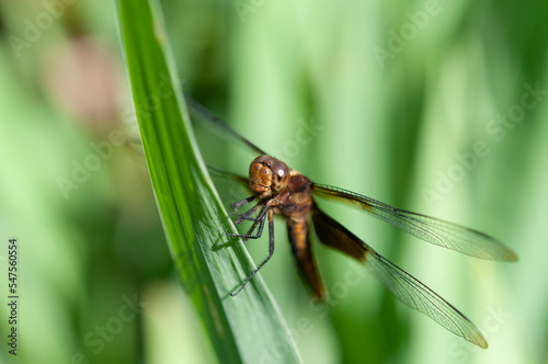 dragonfly on a leaf © eugen