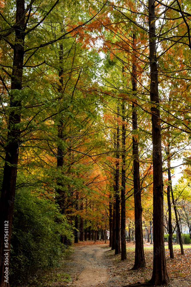 Beautiful and colorful autumn landscape, yellow, orange and red.