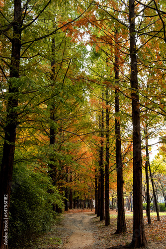 Beautiful and colorful autumn landscape, yellow, orange and red.