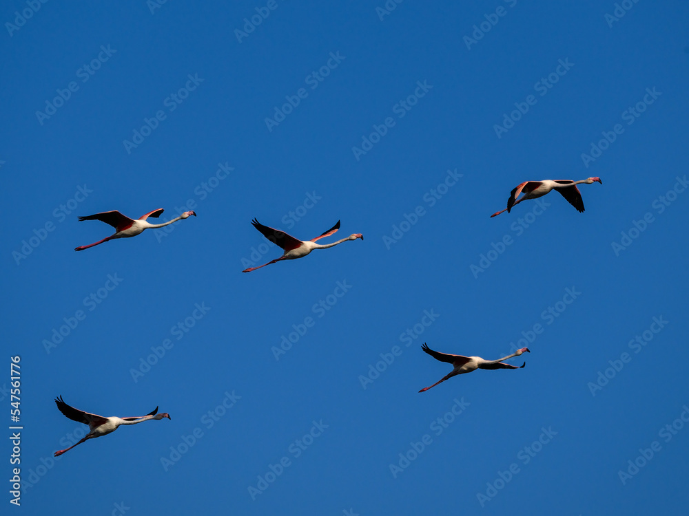 Flock of Greater Flamingos flying against blue sky Flock of Greater Flamingos flying against blue sky