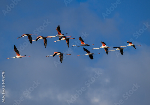 Flock of Greater Flamingos  flying against blue sky 